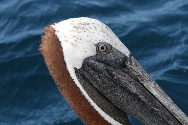 Brown Pelican